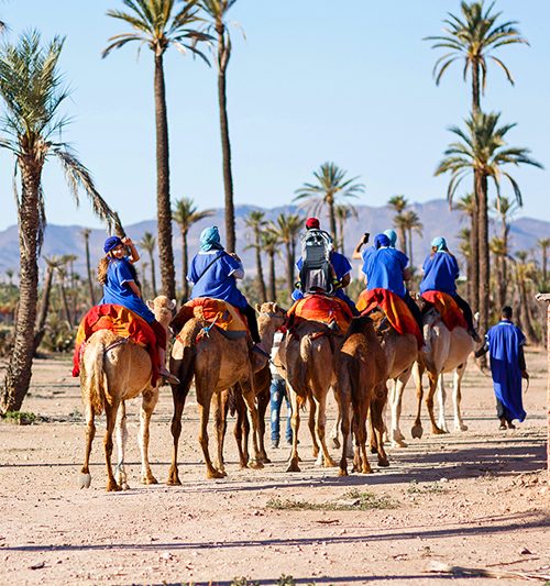 Activity Camel Ride In Marrakech Palm Grove