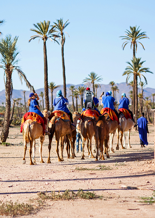 Activity Camel Ride In Marrakech Palm Grove